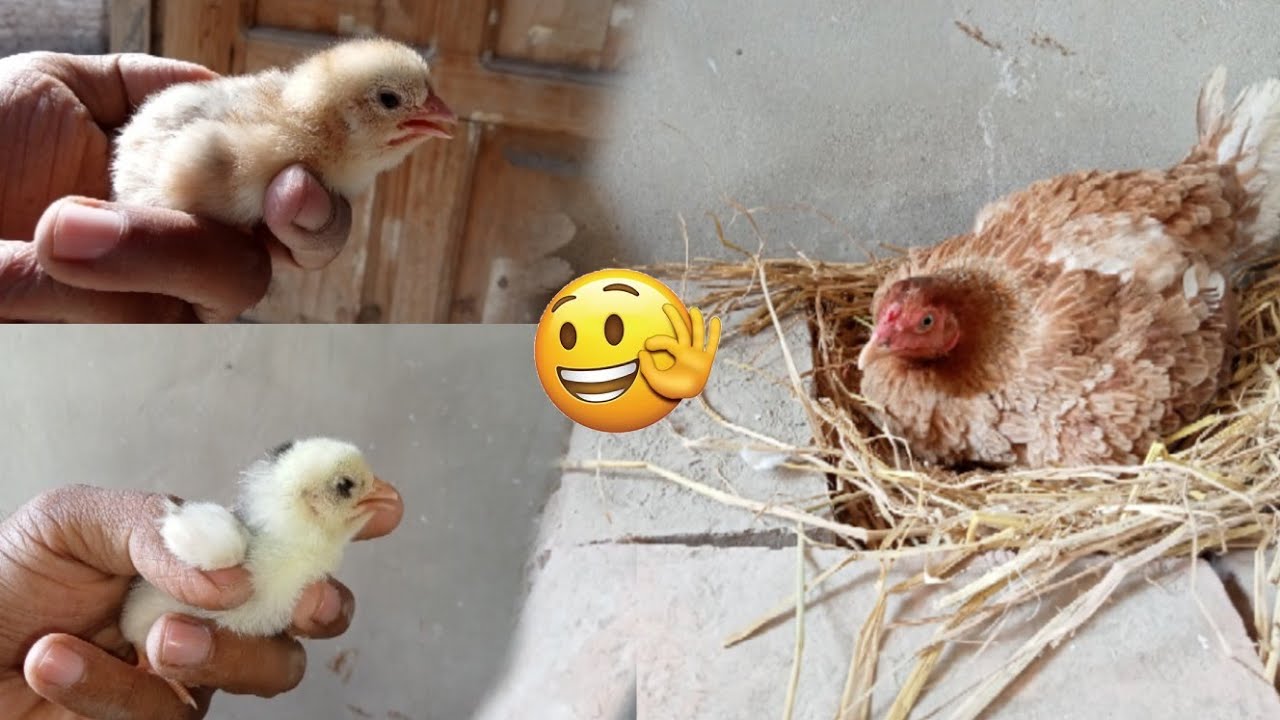 Got Surprised 🥰🥰 | Ali’s Pet Adventures