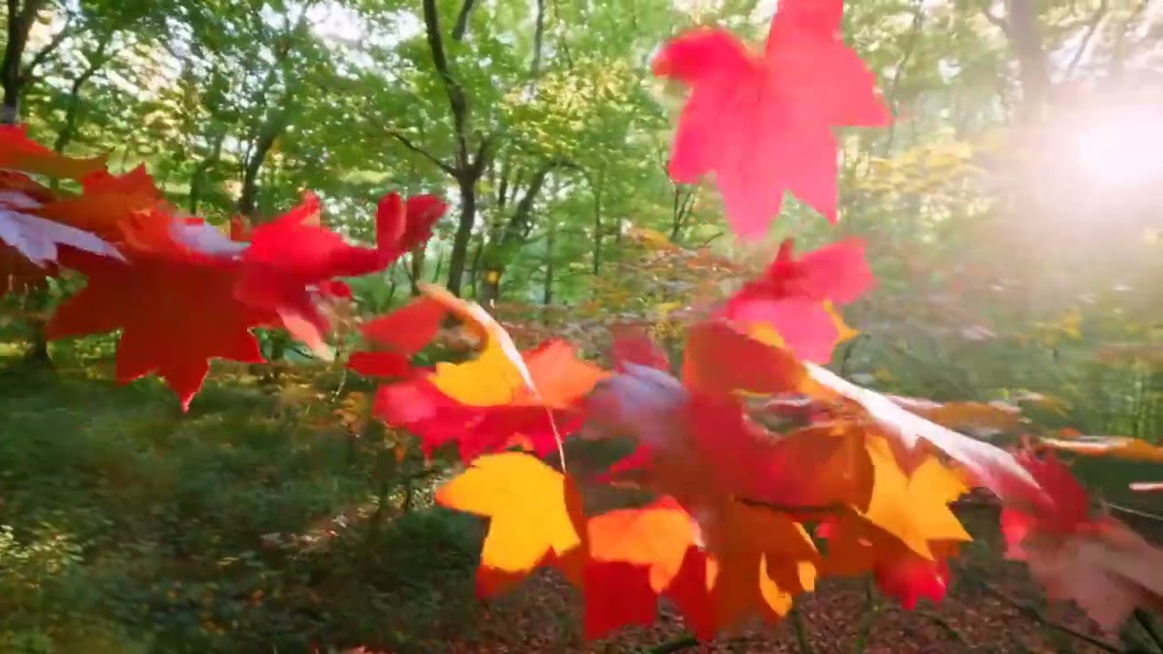 Leaf Chill 🍂 Soft Lofi & Anime Vibes