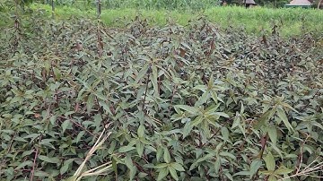 Cây Dòi Tím (Bọ Mắm) Công Dụng Là Gì? - Ứng Dụng Thế Nào?