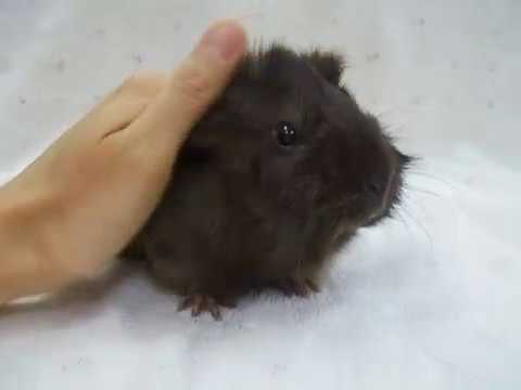 A111 アビシニアン モルモット Youtube