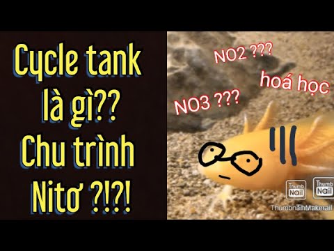 Video: Làm thế nào để bắt đầu một hồ cá nhiệt đới nước ngọt