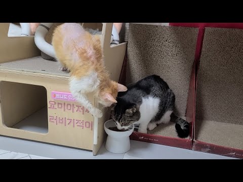 여기서 밥 냄새가 나는데 내려가질 못 해!! 난리 난 먹깨비 고양이