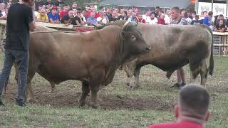 Peran Ante Baće I Ub Ćane Penave, Batin Posusje 2023