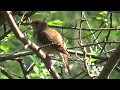 Natur  - Fünf Minuten Nachtigall  -Nightingale bird .. Solo ;)