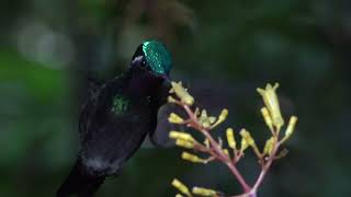 The Purple-throated Mountain-gem