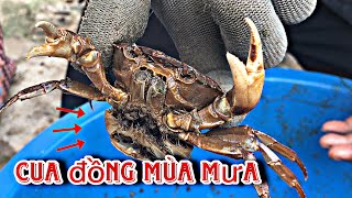 Chuyến Thăm Lờ cuối cùng ở Cánh Đồng gần Nhà Năm,Hunting for Giant Crabs| Út Năm TV