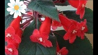 Kohlera Çi̇çeği̇ Bakimi, Japon Küpeli̇si̇, Komşu Çatlatan En Güzel Çi̇çek