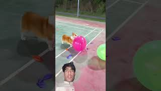 cute cordi puppy dog #amazing #funny #newgadgets #beutifull #pets #comedy #funnycute #besties