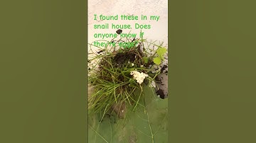 Snail Eggs? #music #blowup #snail
