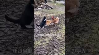 고양이,닭 신경전 ㅋㅋㅋ /#쇼츠#정보#팩트#지식#과학#상식