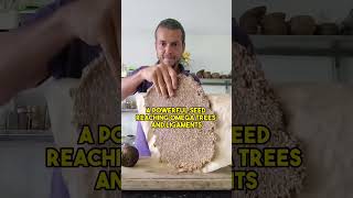 Sprouted wheat bread less gluten! Homemade raw vegan recipe