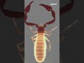 New scorpion-like creatures discovered in remote cave in Aussie outback | #yahoonewsau