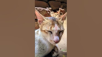 HOW TO LMC 8.4 CAMERA CONFIG || SHOOT IN THE CUTE CAT 😺.. #youtubeshorts lmc 8.4 cameralmc 8.4