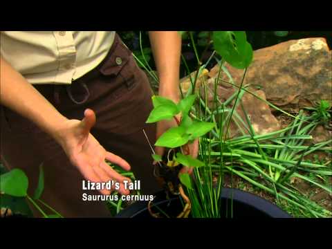 Video: Emergentní vodní rostliny – Jak používat vznikající rostliny ve vodních zahradách