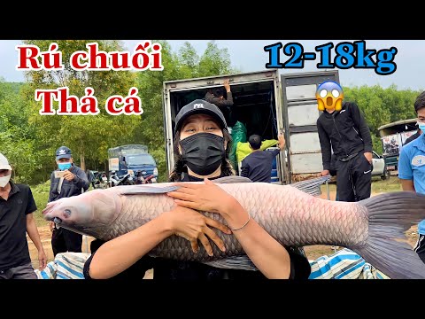 Rú Chuối Chơi Lớn. Thả Hàng 12-18kg Cho Ae Vụt !