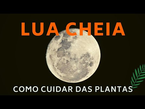 Vídeo: É Possível Plantar Flores Na Lua Cheia