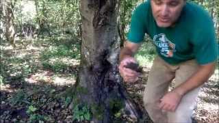 How to Manage Alder on a Sustainable Farm Part 2: Tree Defects