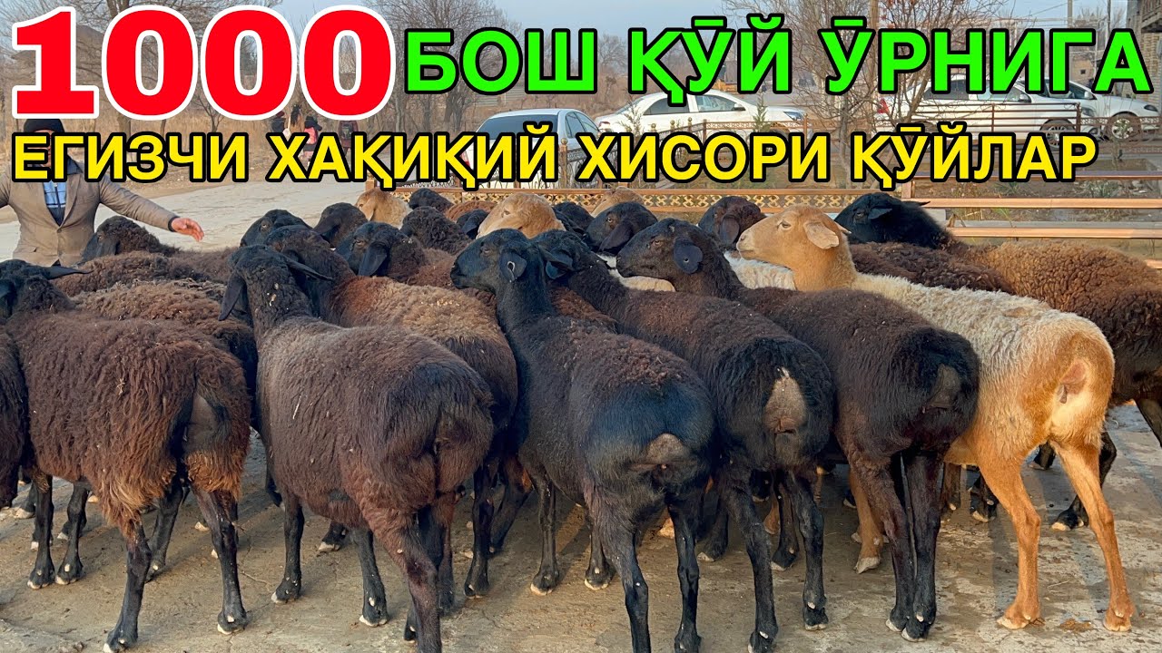 БОЗОРДАН ТОПОЛМАЙСИЗ. ☎️+998771020092