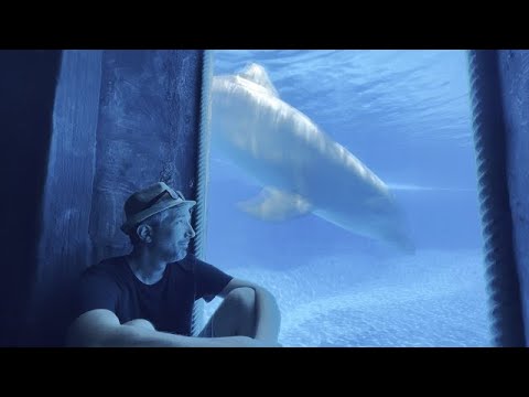 Bande- annonce "Delphinarium, game over"