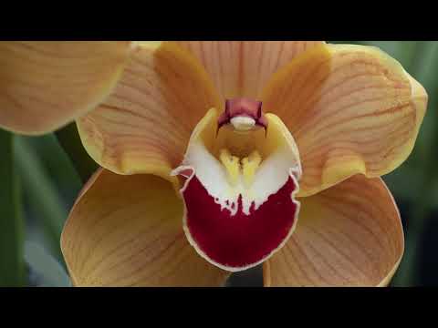 Orchid Oasis: Musical Escapade and Botanic Beauties 2 (World's Best)