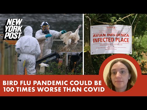 Bird flu pandemic could be ‘100 times worse’ than COVID, scientists warn