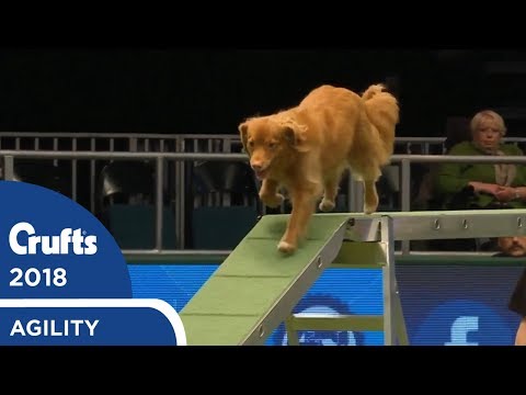 Video: Nova Scotia Duck Tolling Retriever, Câine De Rasă Hipoalergenică, Sănătate și Durată De Viață