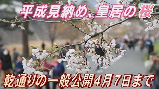 平成見納めの皇居の桜　乾通りの一般公開始まる　4月7日まで