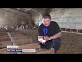 Эксперимент оренбургского фермера: в селе Краснохолм решились разводить редких серых гусей
