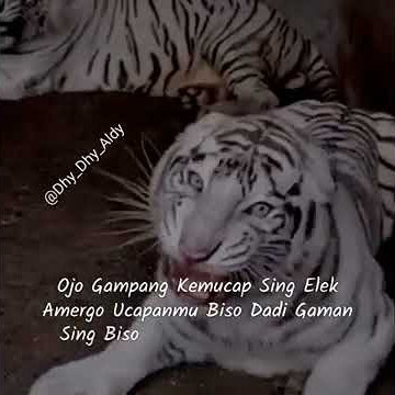 Story'wa - kata kata jawa backgroud macan putih!!