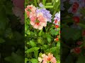 Purple &amp; Peach Blooms #flowers #gardening #superbenaverbena