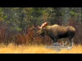 Outdoor bound tv episode 52  jeff schafer manitoba moose