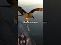 Nunca verás un pájaro así #increíble
