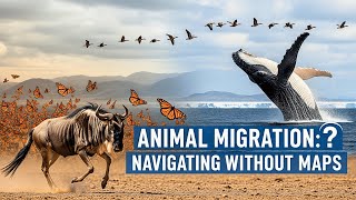 Animal Migration: Navigating Without Maps | The Quiet Scholar