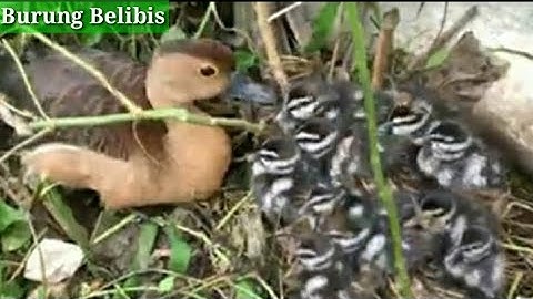 BudiDaya Dan Ternak Burung BeliBis dari Anakan Sehat-Sehat.. wilis bird