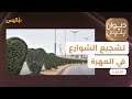 الغيضة تشجير الشوارع بأشكال تعبر عن جزء من تراث المدينة تقرير ياسر محمد الغيضة تشجير الشوارع بأشكال تعبر عن جزء من تراث المدينة تقرير ياسر محمد