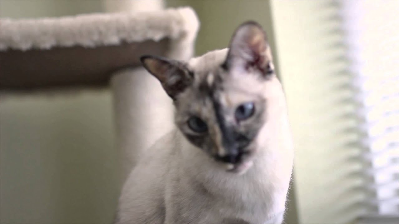 Animal Planet My Pet's Gone Viral - N2 the Talking Cat