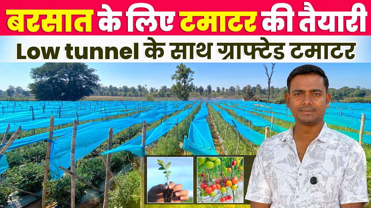 Почему Чхаттисгарх находится в авангарде высокотехнологичного сельского хозяйства? | Низкие тунне...