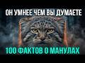 100 фактов о манулах , которые вас точно удивят!