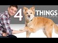 If Your Dog can Shake You Won't Believe What Else He can Do! If Your Dog can Shake You Won't Believe What Else He can Do!
