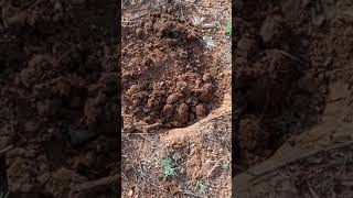 T-Town diggers! Metal detecting Cochise Arizona