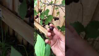 Muscadine grapes are ready!!!!!