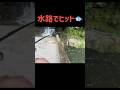【ダム最上流の水路は絶対釣れる？】バス釣り