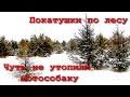 Чуть не утопили мотособаку. Покатушки по зимнему лесу.Следы кабана, местный бамбук!!!