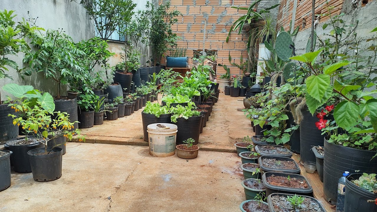 Tudo aqui É em vaso! Horta em vaso, Lindas plantas Novo Espaço!!