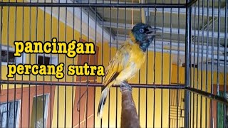 Pancingan percang sutra || kutilang sutra di sore hari