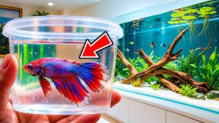 I Saved a Neglected Betta and Gave Him a Mansion