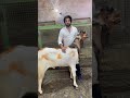Alvi goat farm #viralvideo #animallover #youtubeshorts #goat #animals #goatfarming #goatfarm #shorts
