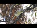 Vireo Anteojillo -   Vireo sulitarius