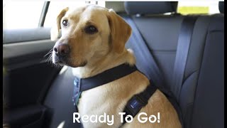 CarSafe Dog Travel Harness  How to fit and use