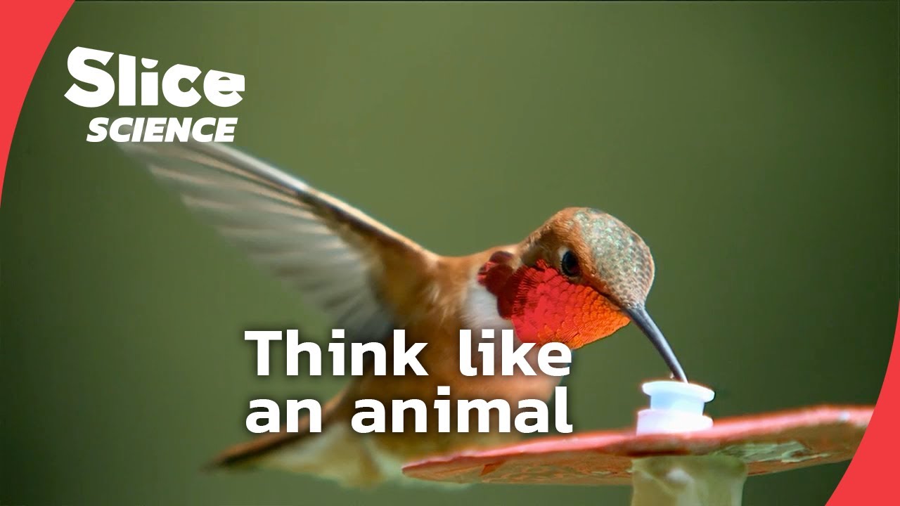 Animal intelligence beyond human logic | SLICE SCIENCE | FULL DOC